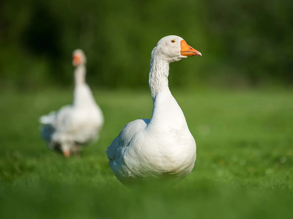 Bio-Gänse im Freien
