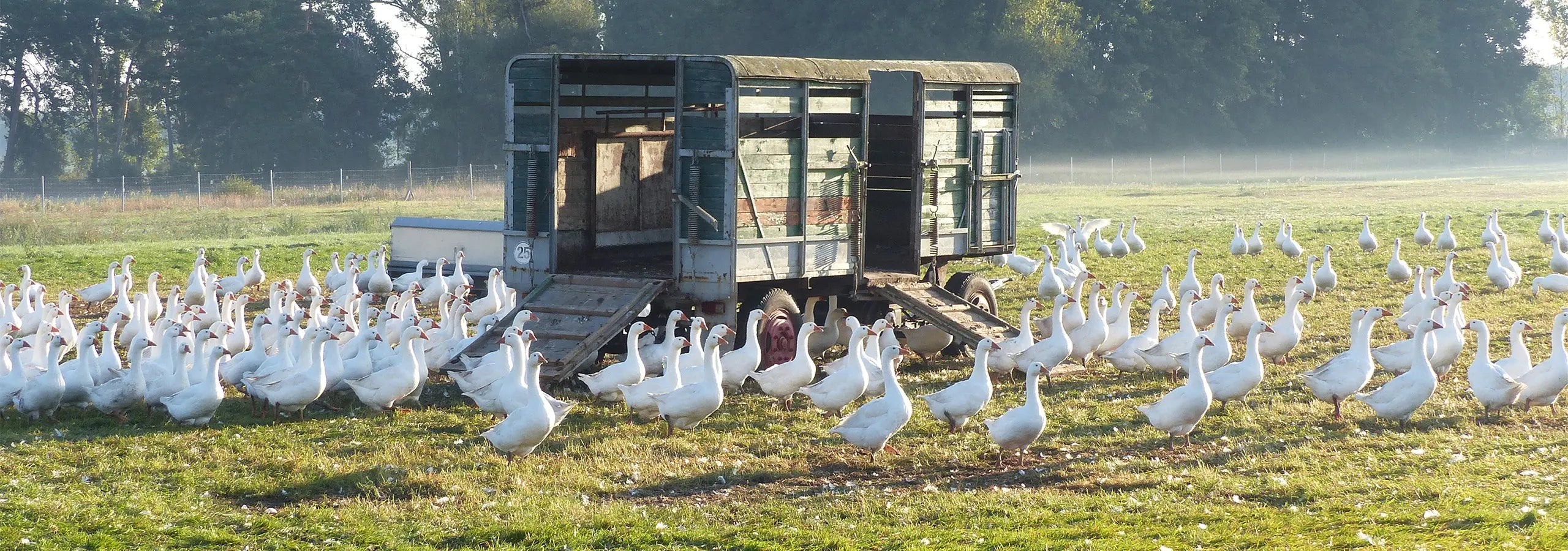 Freialandgänse auf der Wiese