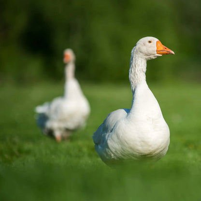 Gans in Freilandhaltung