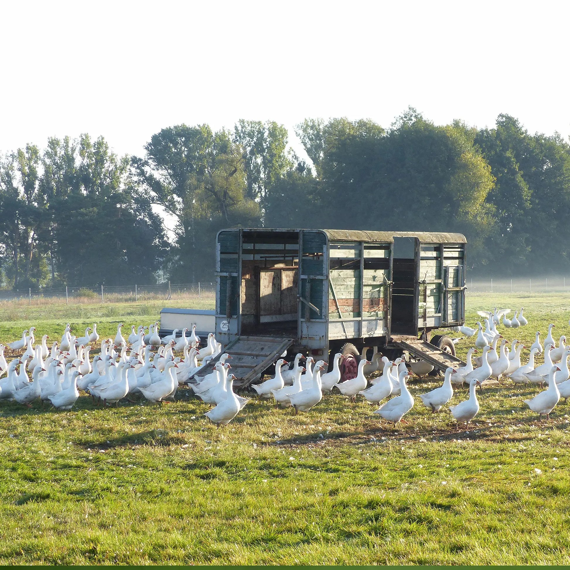 Gänse in Freilandhaltung