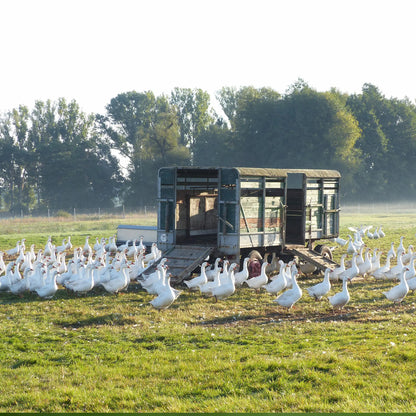 Gänse in Freilandhaltung